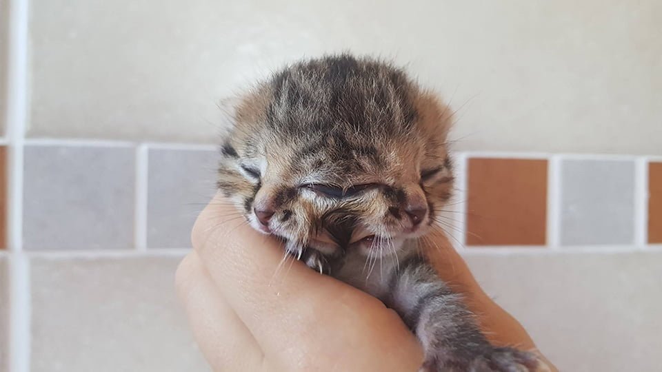Gatita nace con dos caras Gatita nace con dos caras