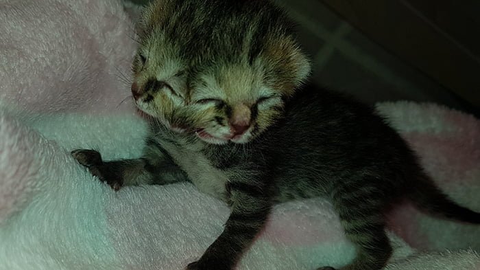 Gatita tiene dos caras Gatita tiene dos caras