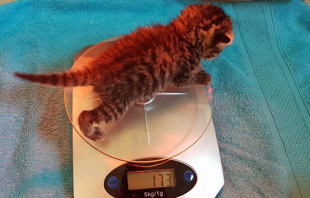 Gatito sobrevive Gatito sobrevive