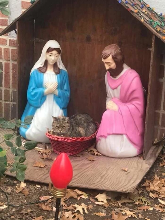 Gato gruñón se cuela en pesebre Gato gruñón se cuela en pesebre