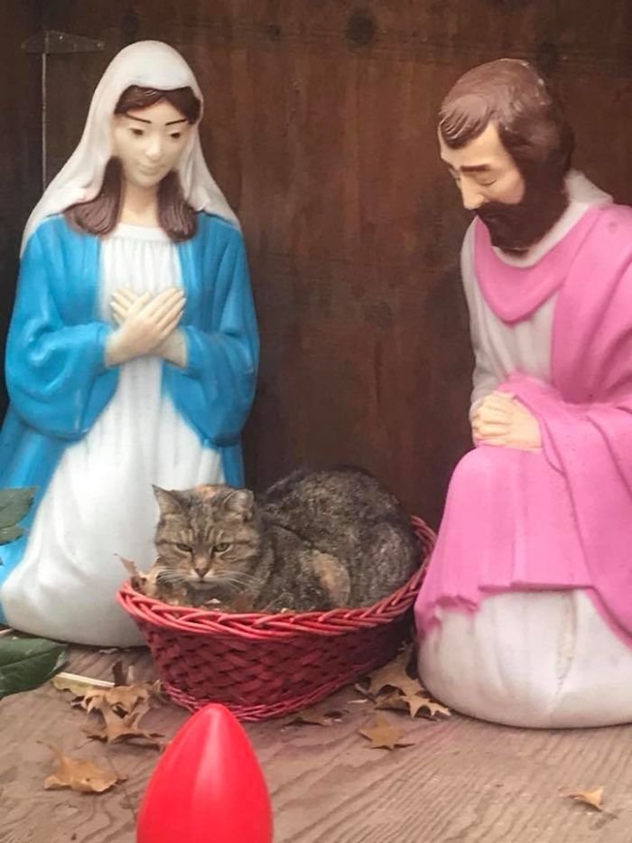 Gato irrumpe en el pesebre Gato irrumpe en el pesebre