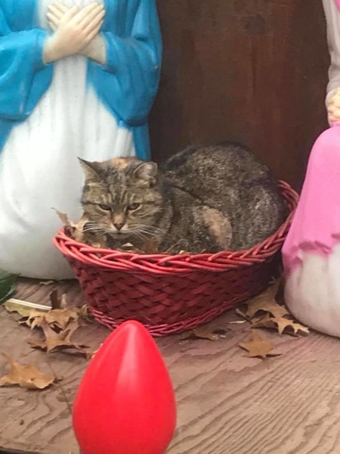 Gato se cuela en el pesebre Gato se cuela en el pesebre