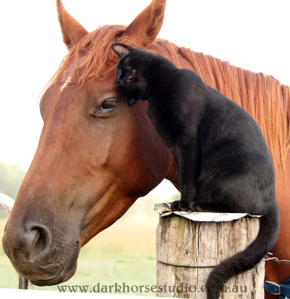 Gato y caballo son amigos