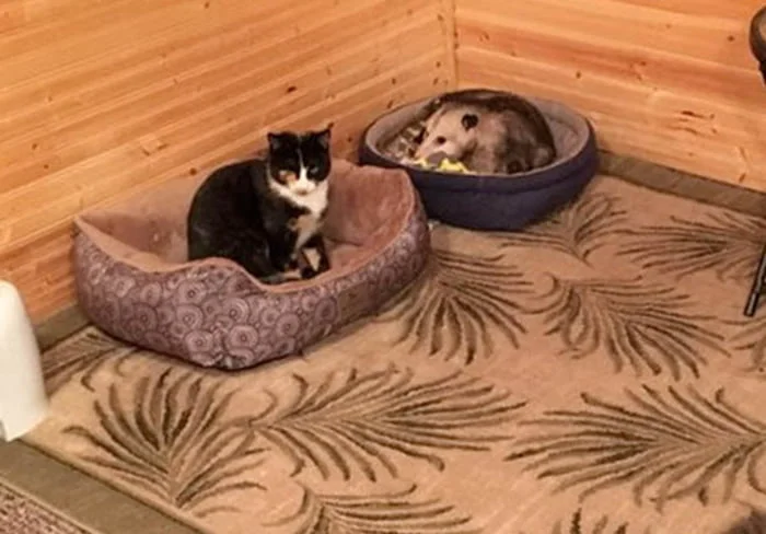 Gato y zarigüeya Gato y zarigüeya