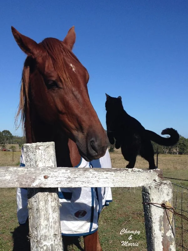 Morris salta encima de Champy