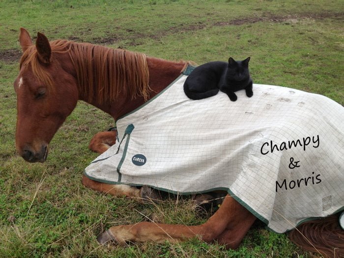 Morris y Champy