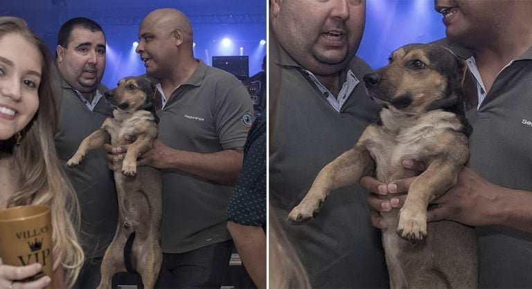 Perrito amante de la diversión no deja de colarse en las fiestas