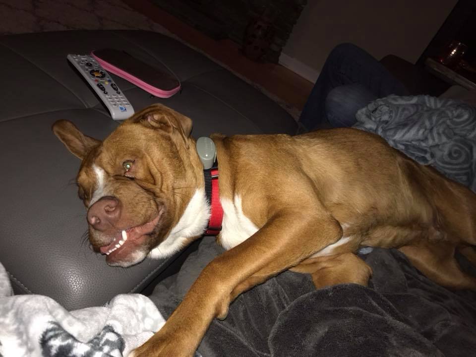 Perro durmiendo Perro durmiendo