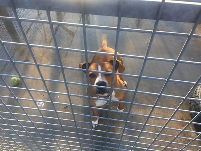 Perro lleva más de 400 días en el refugio Perro lleva más de 400 días en el refugio