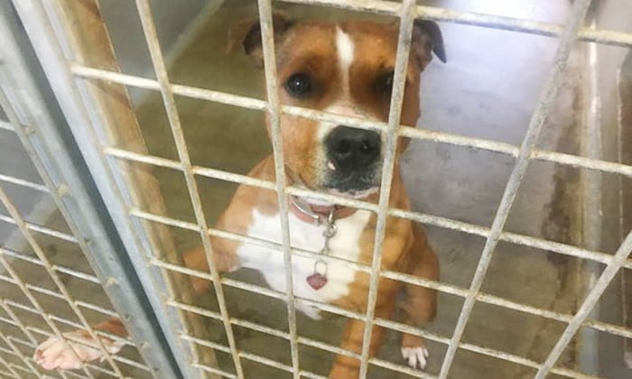 Perro pasará su segunda Navidad en un refugio