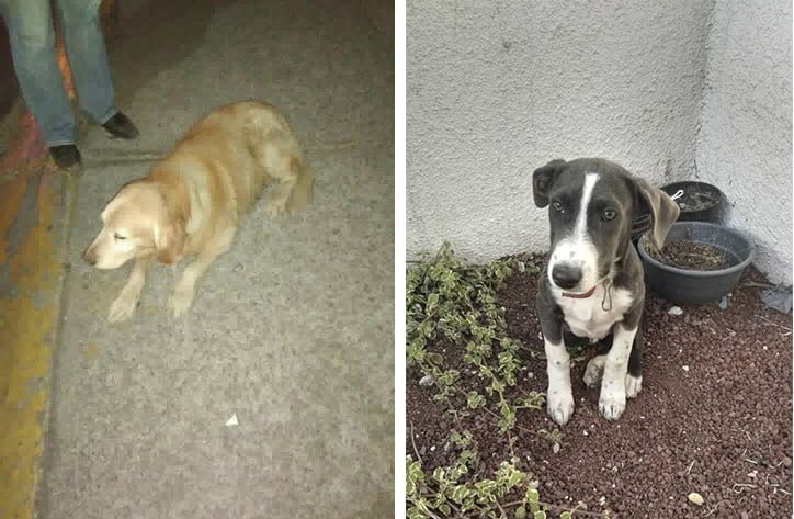 Perros peregrinos olvidados Perros peregrinos olvidados