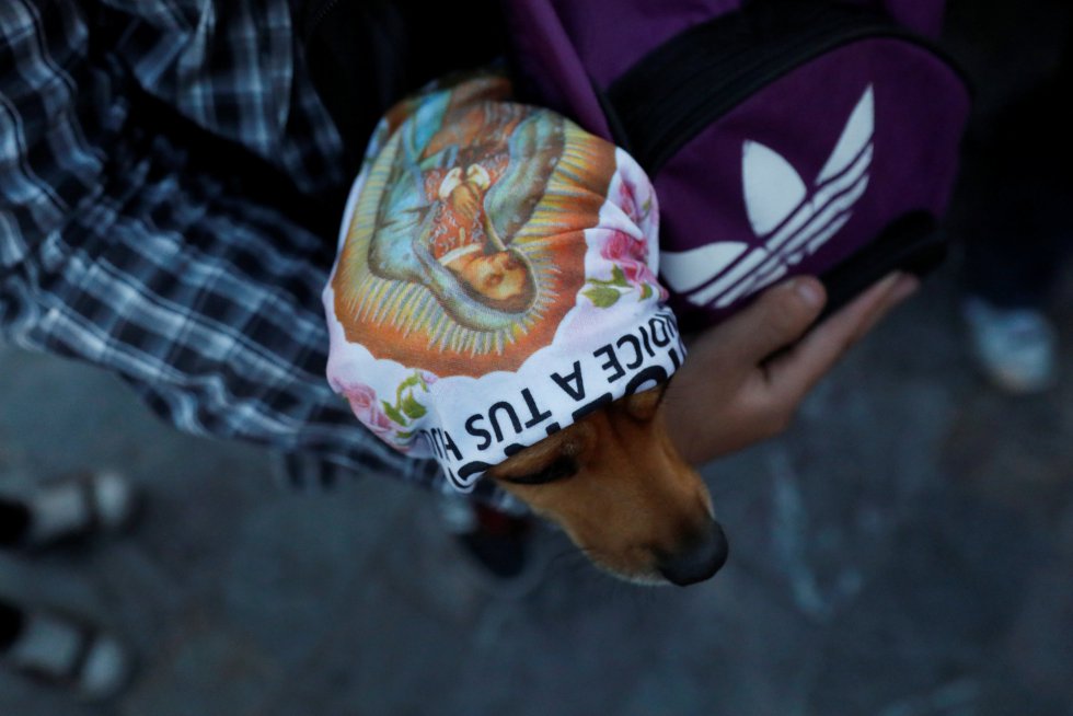 Perros peregrinos son olvidados en la Basilica de Guadalupe