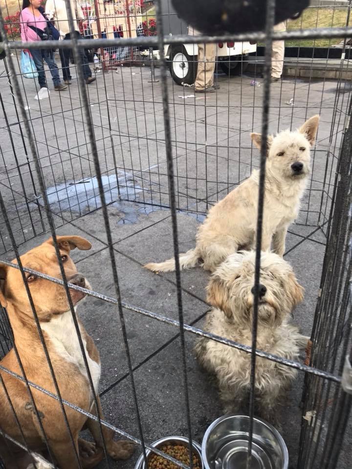 Perros peregrinos Perros peregrinos