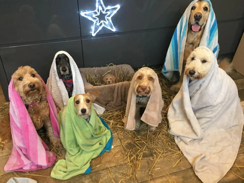Perros protagonizan escena de Natividad Perros protagonizan escena de Natividad