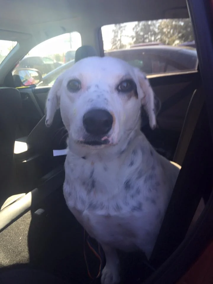 Primer día de adopción