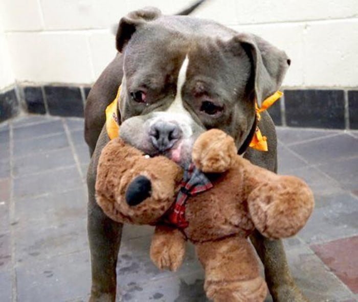 Rocky y su oso de peluche
