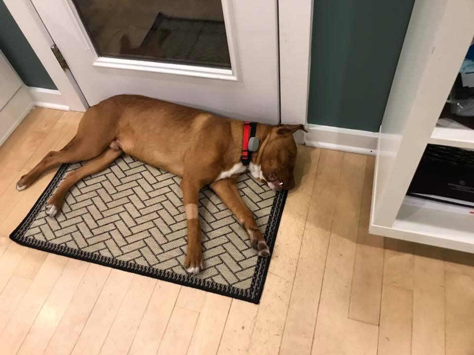 Woody durmiendo Woody durmiendo