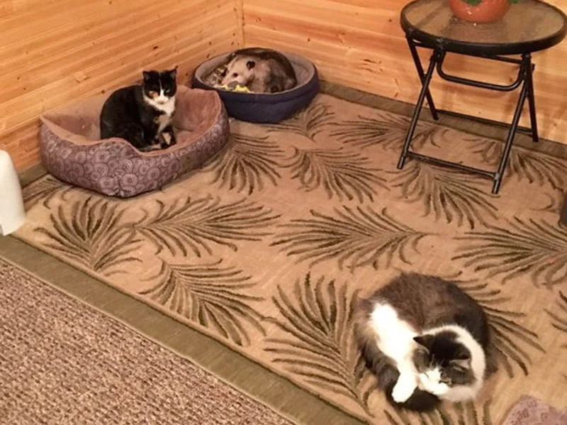 Zarigüeya y gatos Zarigüeya y gatos