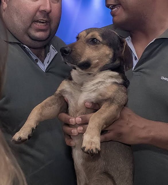 perro infraganti