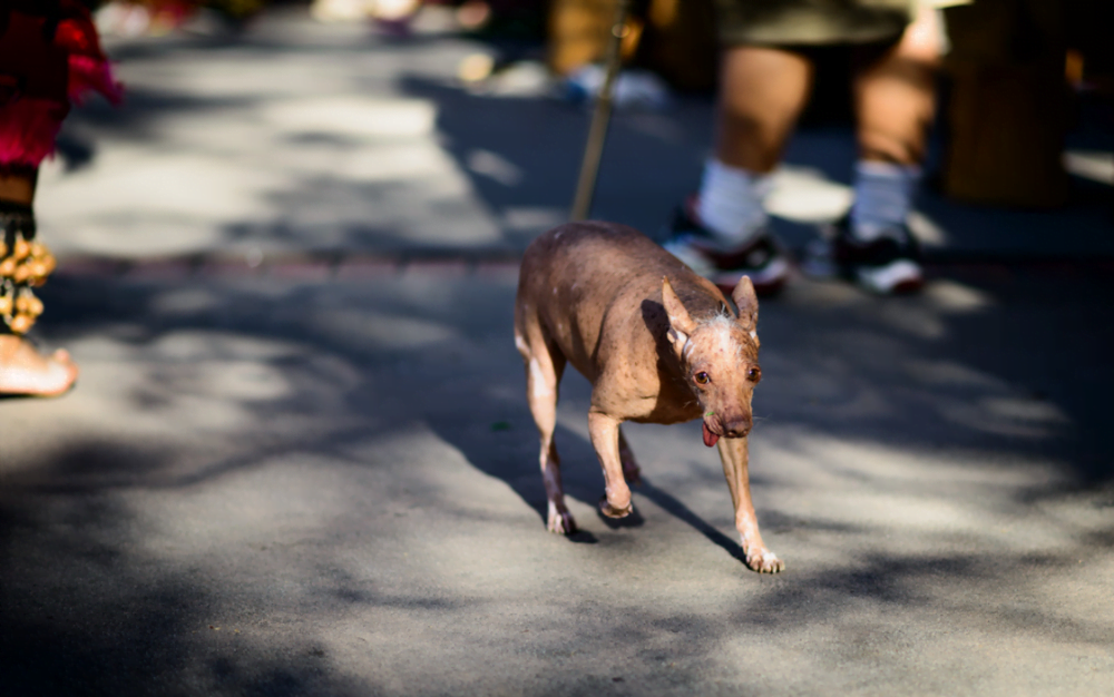  raza canina Xoloitzcuintle