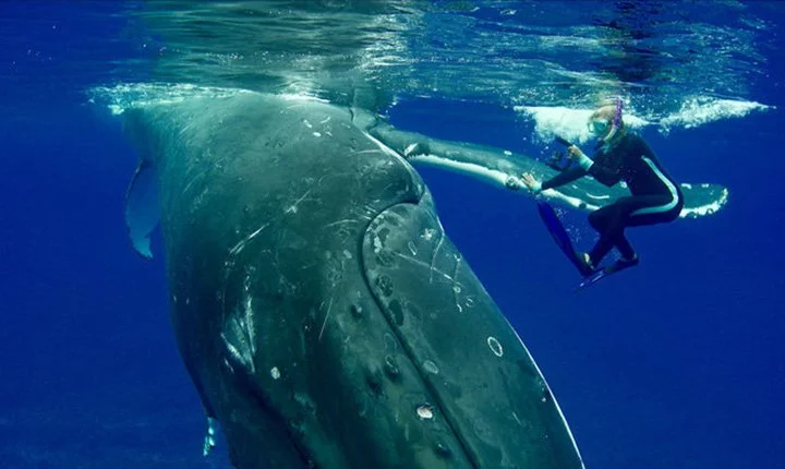 Ballena jorobada salva a buceadora de un ataque de tiburón Ballena jorobada salva a buceadora de un ataque de tiburón