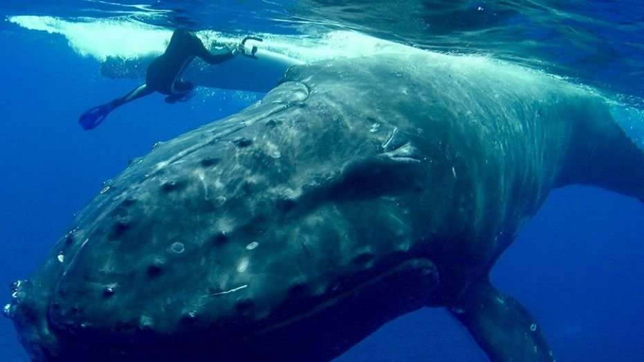 Ballena jorobada Ballena jorobada