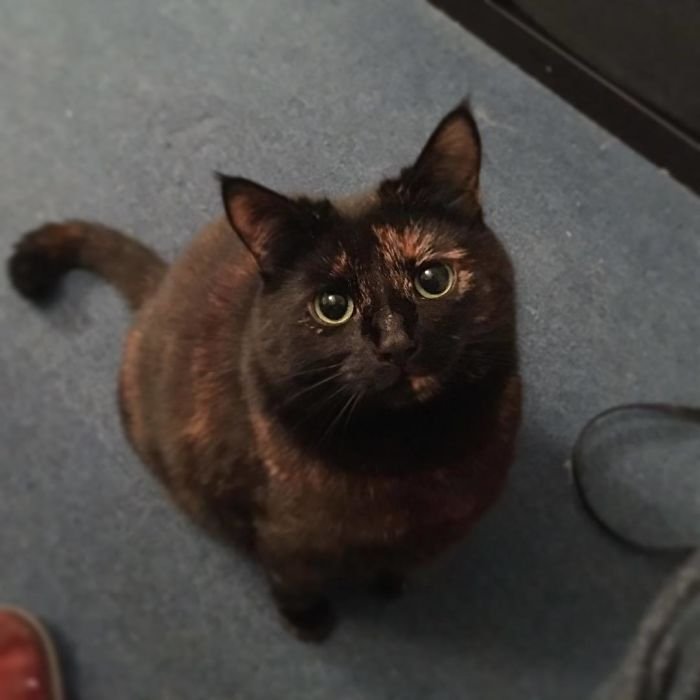 Baloo gata
