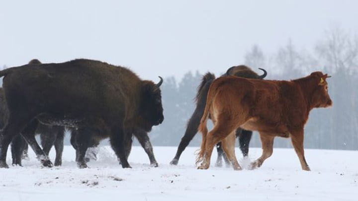 Bisontes y vaca Bisontes y vaca