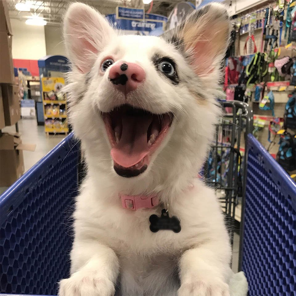 Cachorro de compras