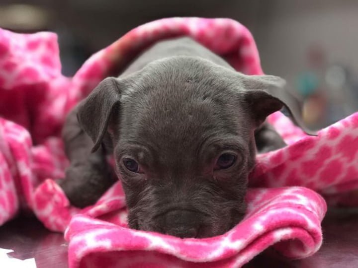 Cachorro recuperándose Cachorro recuperándose