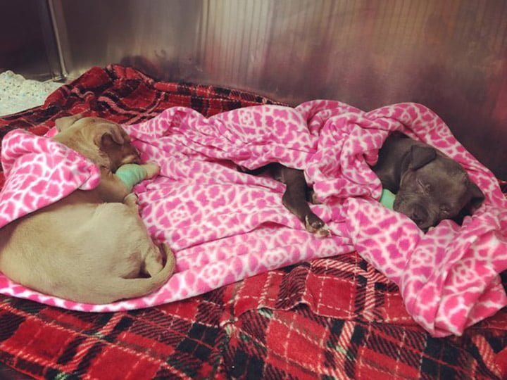 Cachorros congelados abandonados Cachorros congelados abandonados