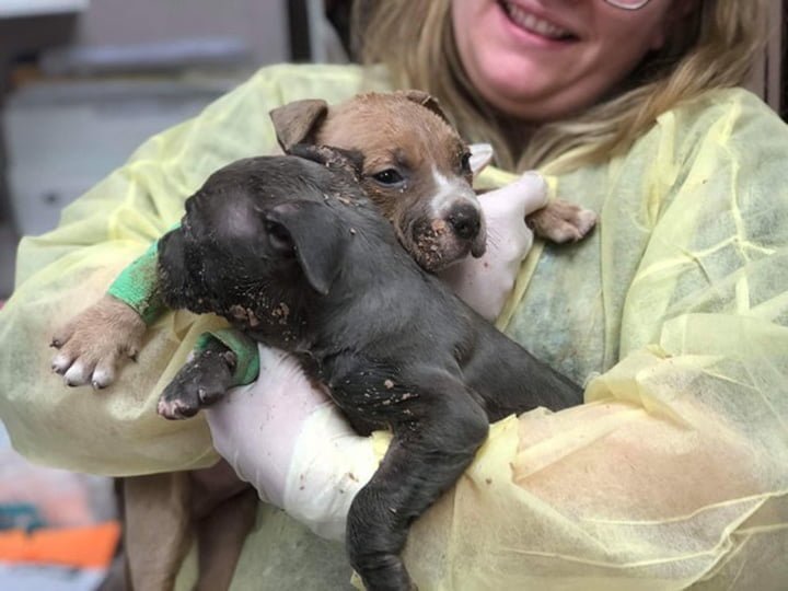 Cachorros se recuperan Cachorros se recuperan