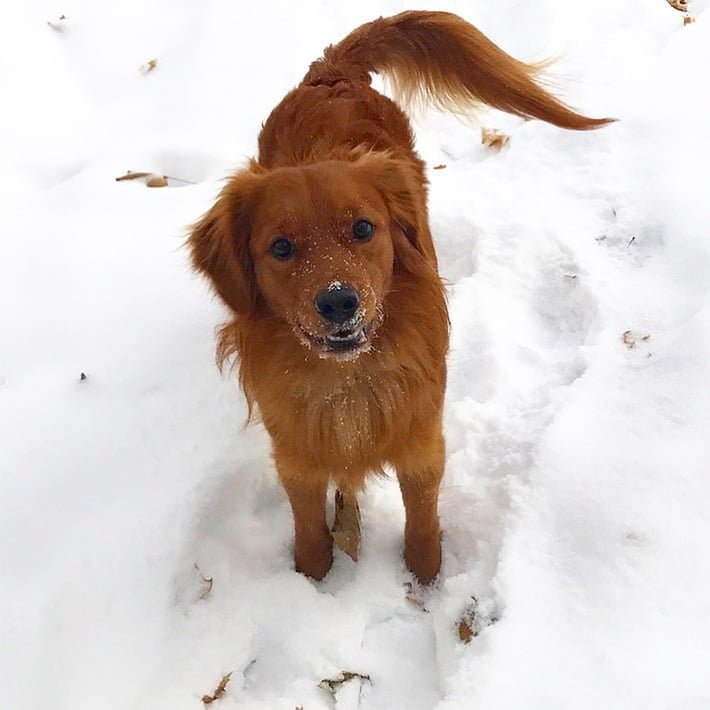 Clark en la nieve