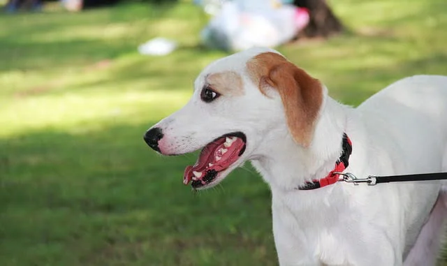 Collar para perro clásico de paseo