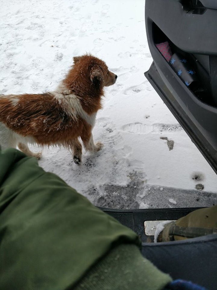 Collie huyendo Collie huyendo