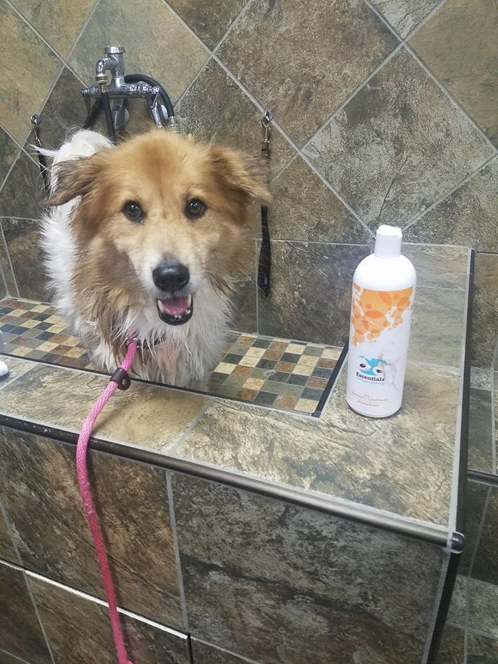 Collie Collie