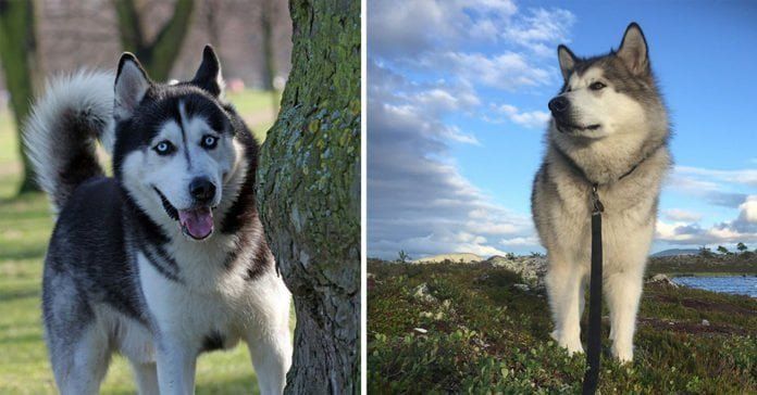 Diferencias entre Husky Siberiano y Alaskan Malamute