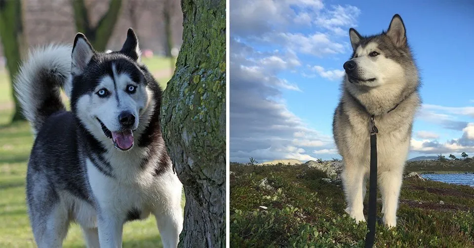 semanal alegría orientación Diferencias entre las razas Husky Siberiano y Alaskan Malamute