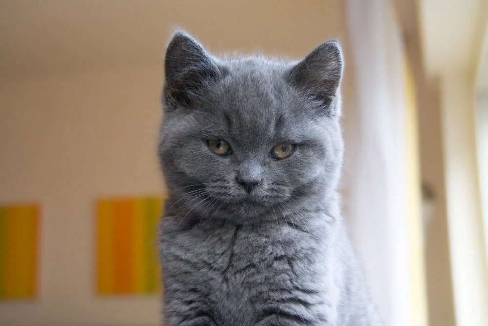 El gato cartujo