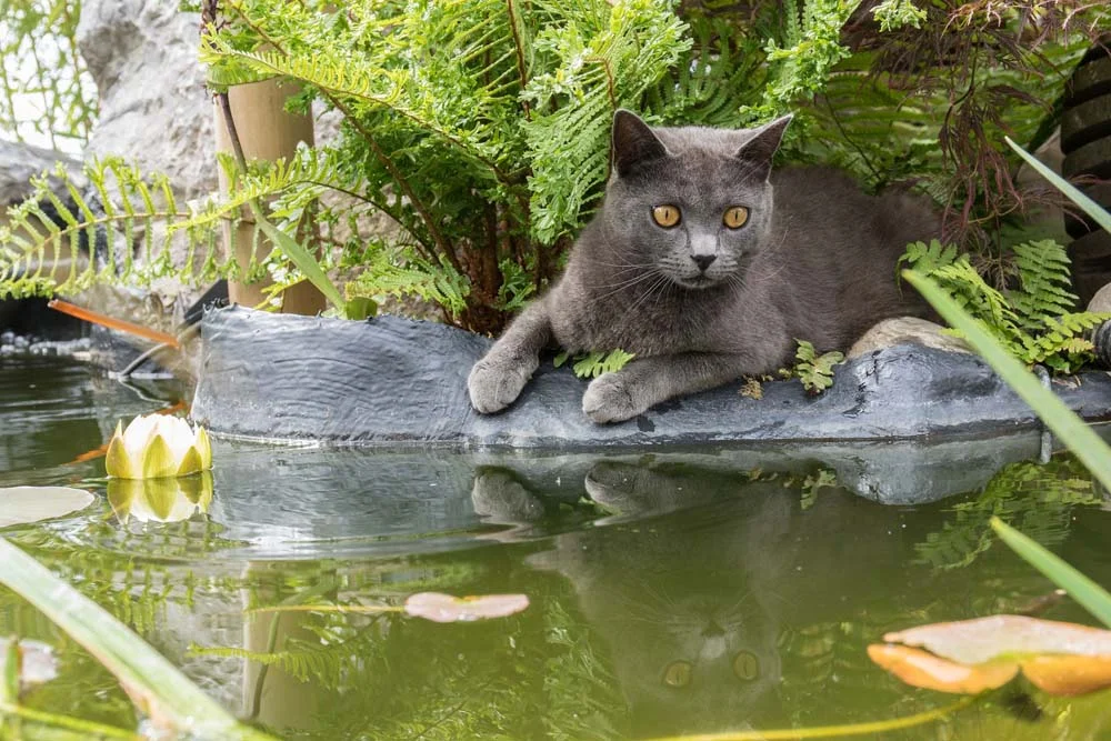 El gato chartreux