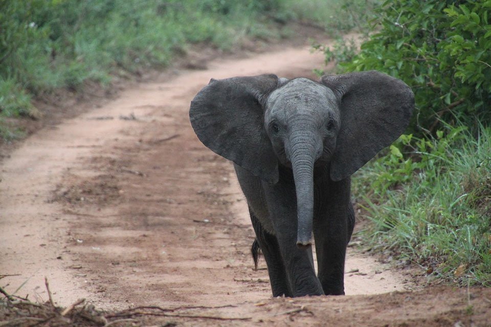 Elefante bebé Elefante bebé