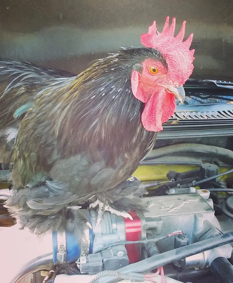 Frog un gallo peculiar