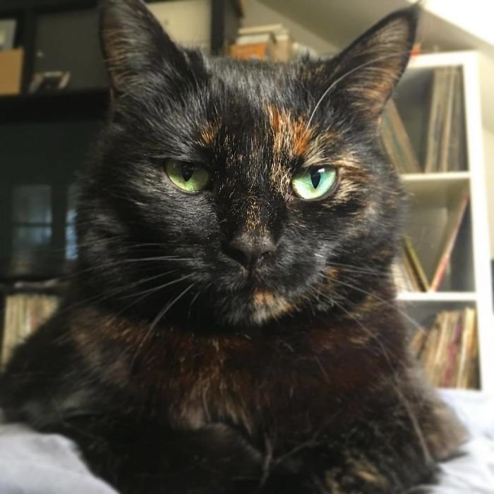 Gata Baloo