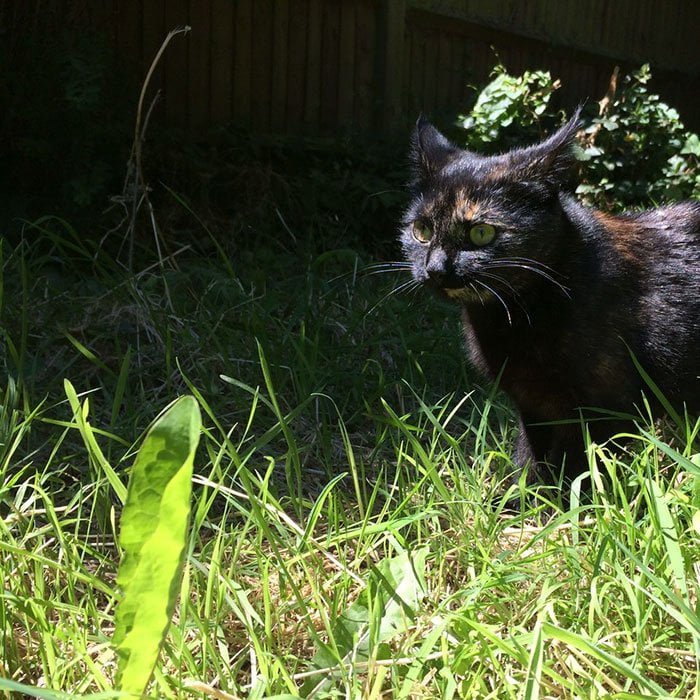 Gata cazando