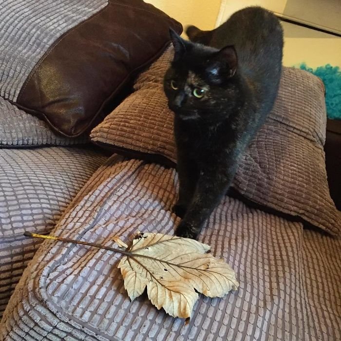 Gata con hoja