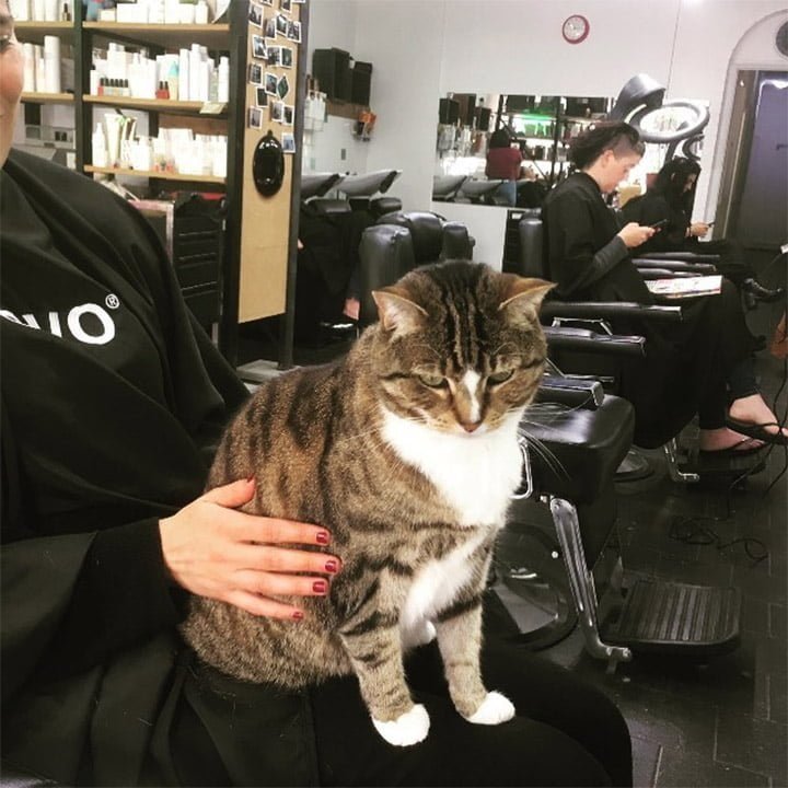 Gato ayuda en peluquería Gato ayuda en peluquería