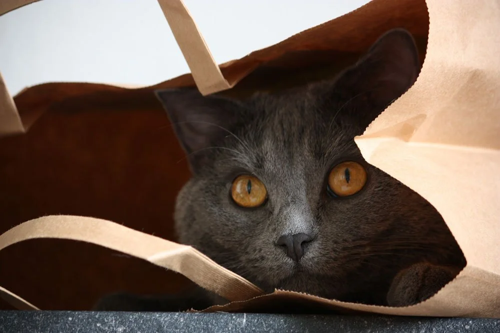Gato azul