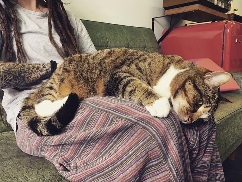 Gato en el regazo Gato en el regazo