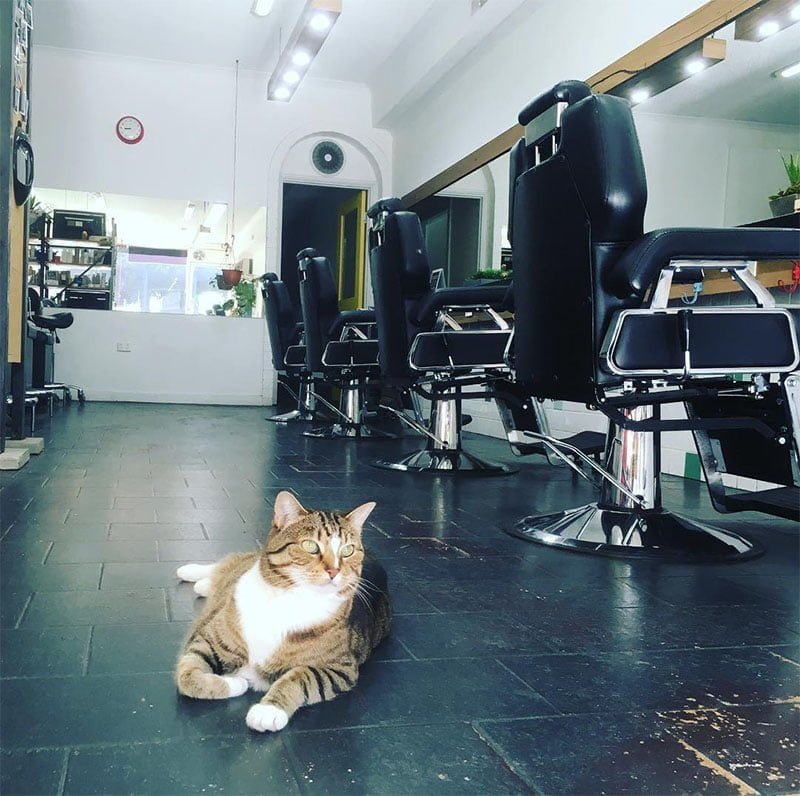 Gato en el salon Gato en el salon