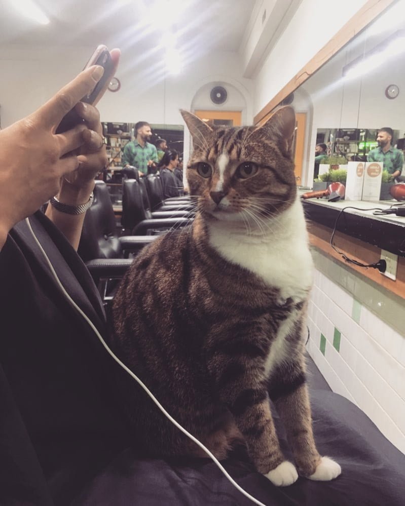 Gato en las piernas de clientes Gato en las piernas de clientes